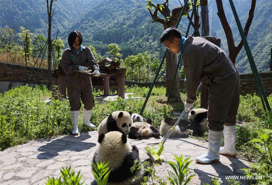 （社会）（8）藏在绿水青山间的大熊猫“幼儿园”