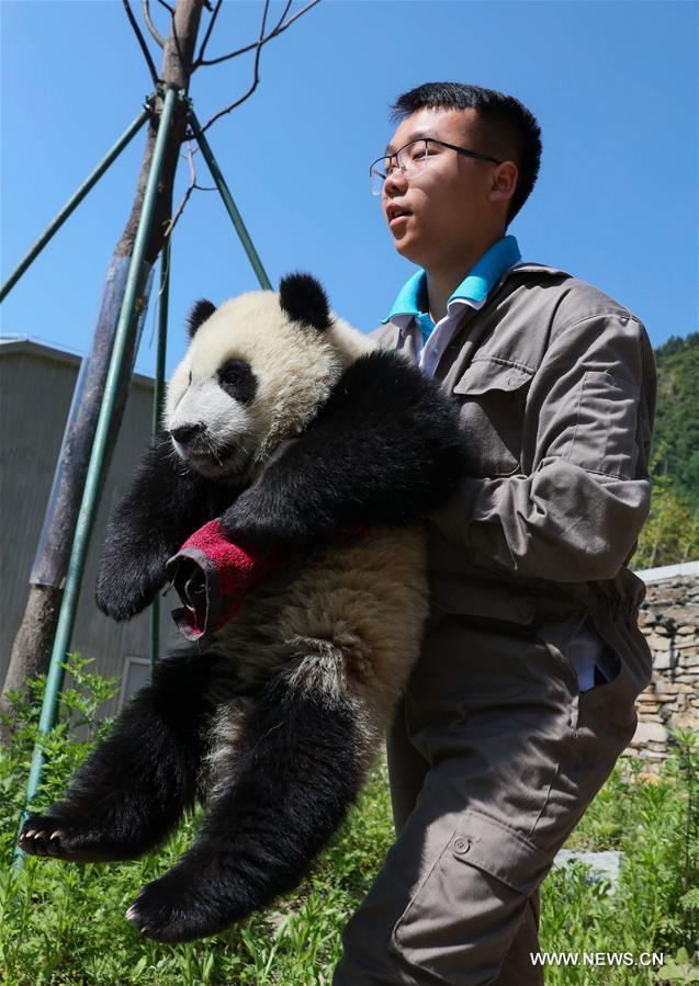 （社会）（4）藏在绿水青山间的大熊猫“幼儿园”