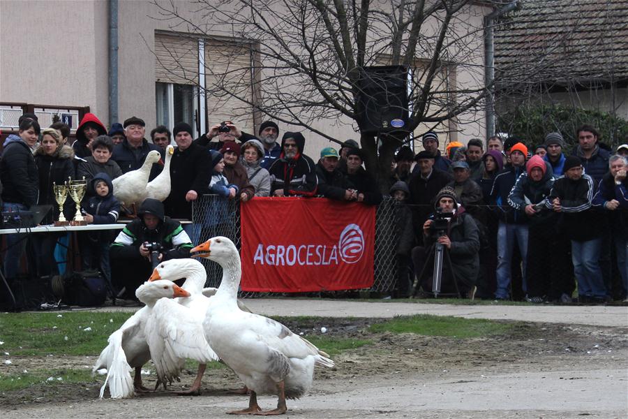 SERBIA-MOKRIN-GANDER FIGHTING