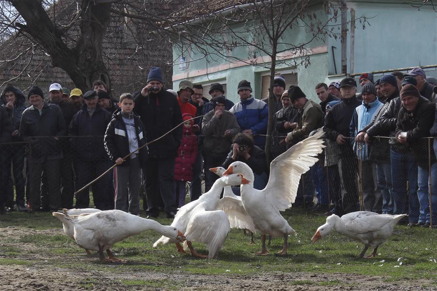 SERBIA-MOKRIN-GANDER FIGHTING