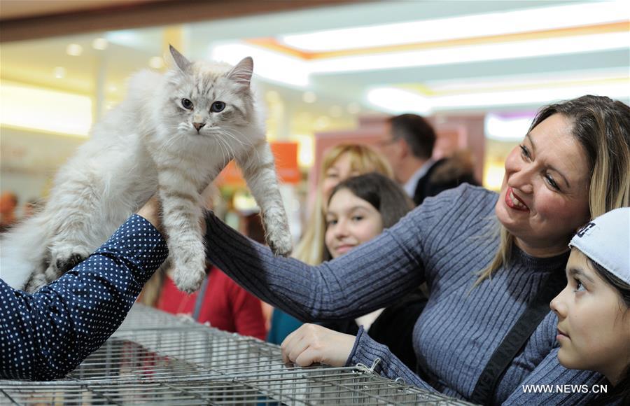 CROATIA-ZAGREB-INTERNATIONAL CAT EXHIBITION