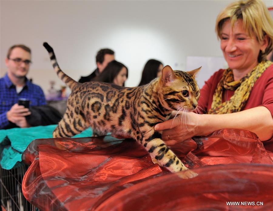 CROATIA-ZAGREB-INTERNATIONAL CAT EXHIBITION
