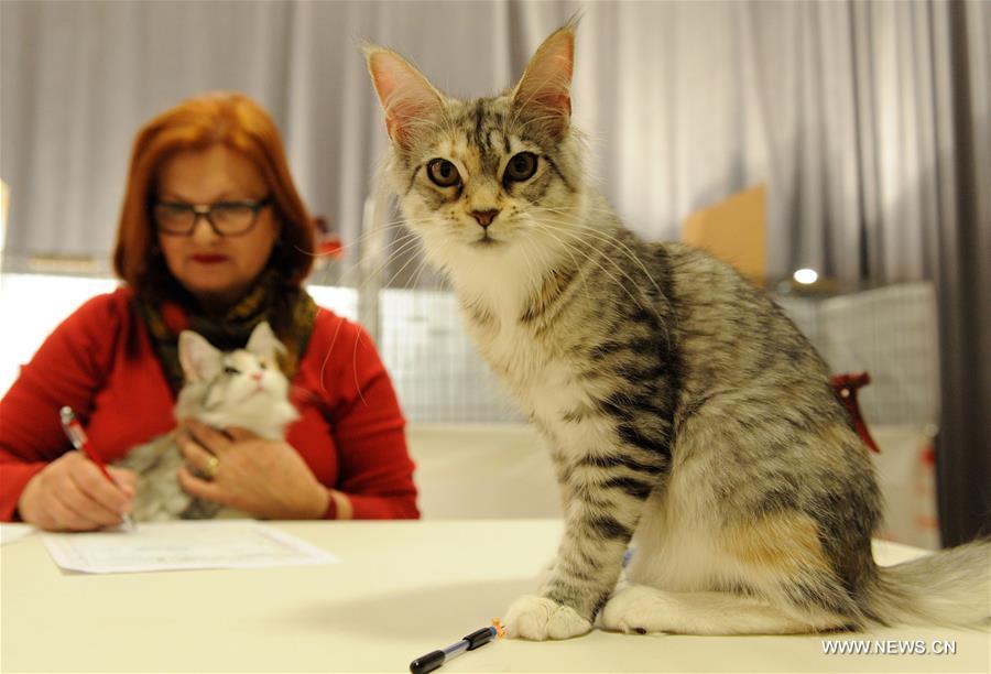 CROATIA-ZAGREB-INTERNATIONAL CAT EXHIBITION