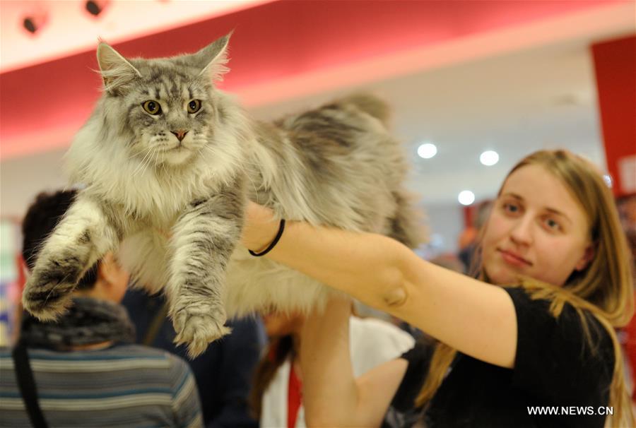 CROATIA-ZAGREB-INTERNATIONAL CAT EXHIBITION