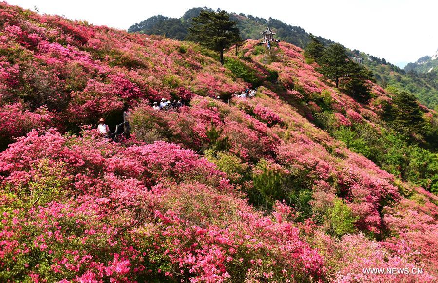 CHINA-WUHAN-FLOWERS (CN)