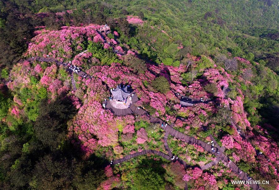 CHINA-WUHAN-FLOWERS (CN)