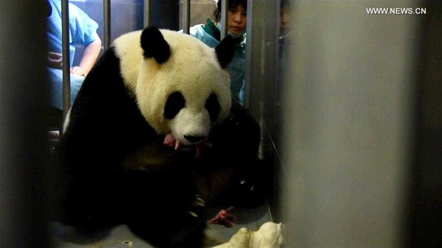 （社会）（3）中央赠澳大熊猫“心心”产下双胞胎