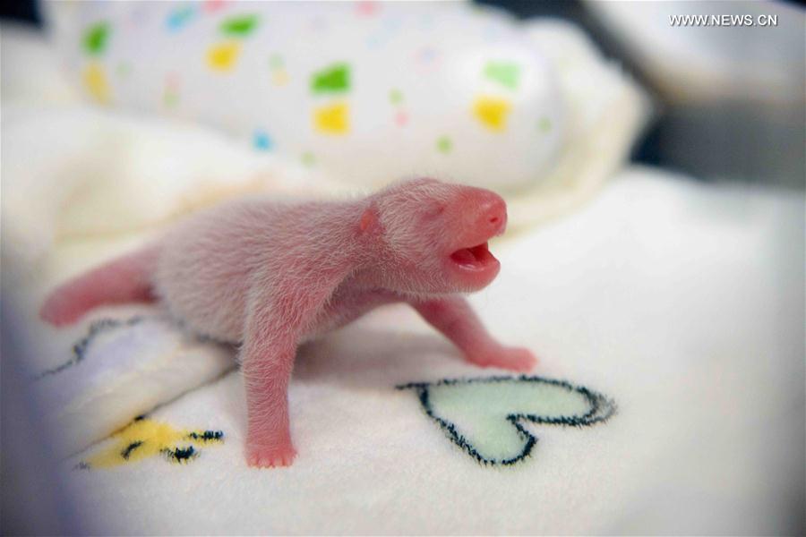 （社会）（1）中央赠澳大熊猫“心心”产下双胞胎初步确认为雄性