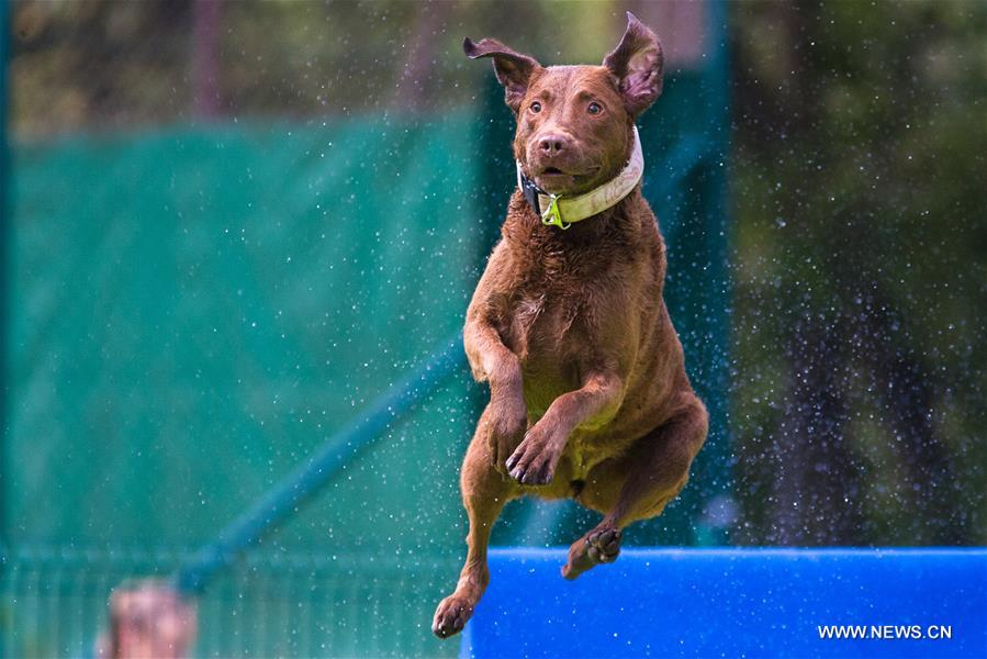（体育）（3）精彩的狗跳水比赛