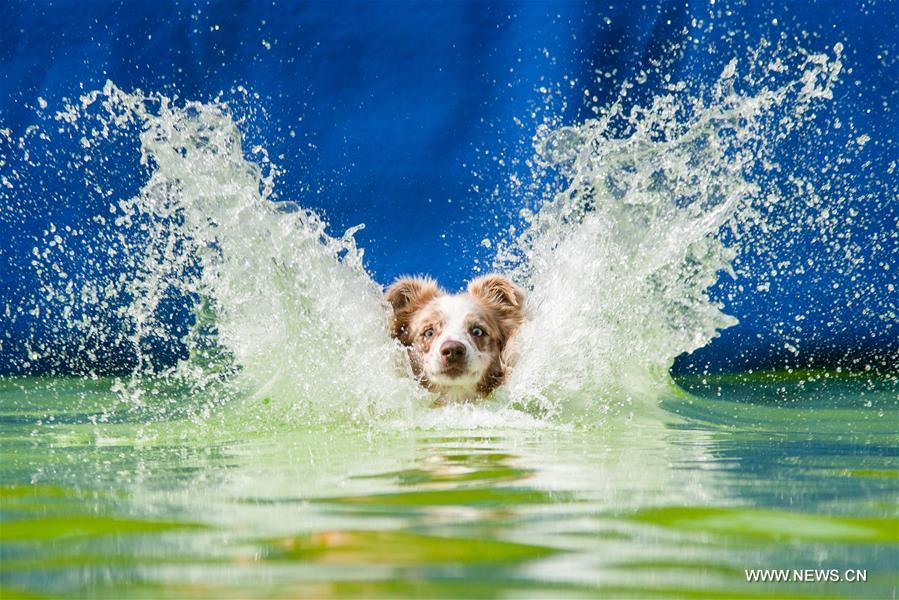 （体育）（1）精彩的狗跳水比赛