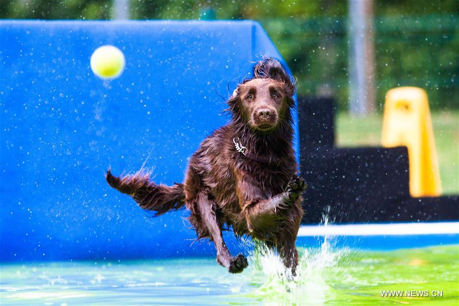 （体育）（4）精彩的狗跳水比赛