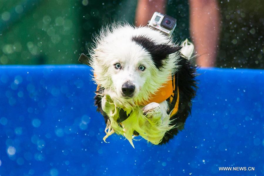 （体育）（2）精彩的狗跳水比赛