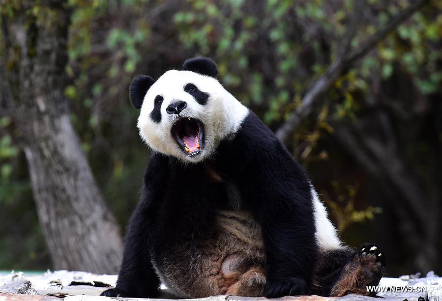  الصورة: الباندا تجذب الزوار خلال عطلة العيد الوطني الصيني
