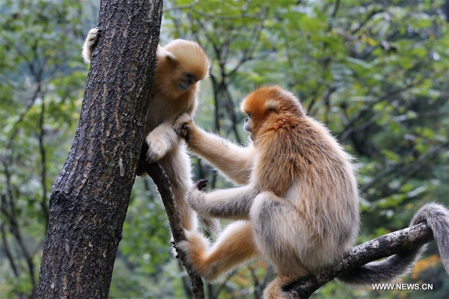 الصورة: ازدياد عدد القرود الذهبية في جبل تشينلينغ إلى 4400 
