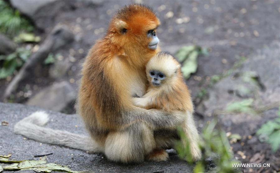 （生态）（1）秦岭野生金丝猴种群数量增至4400多只