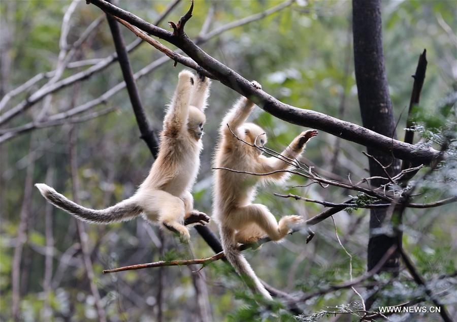 （生态）（2）秦岭野生金丝猴种群数量增至4400多只