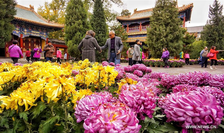  الصورة: أزهار الأقحوان في بكين 