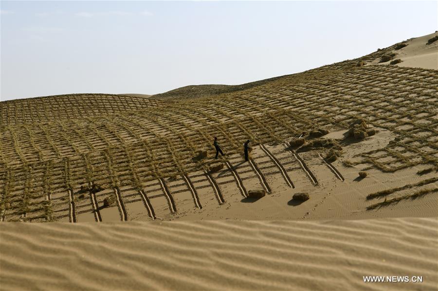  الصورة: زراعة حزام من الغابات لمواجهة التصحر في شمال غربي الصين