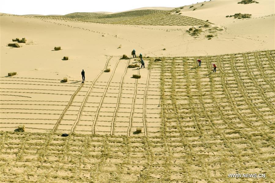 الصورة: زراعة حزام من الغابات لمواجهة التصحر في شمال غربي الصين