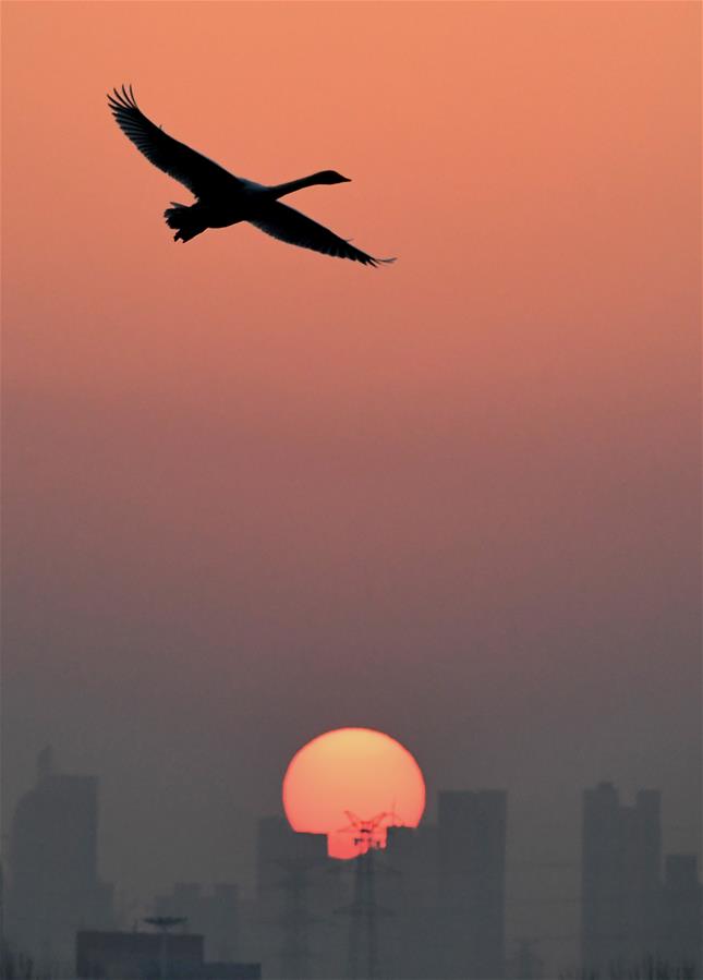 الصورة: طيور البجع بوسط الصين