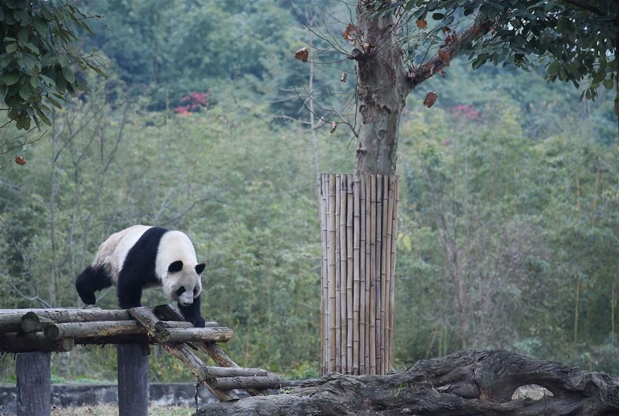 （社会）（3）冬季里的“熊猫养老院”