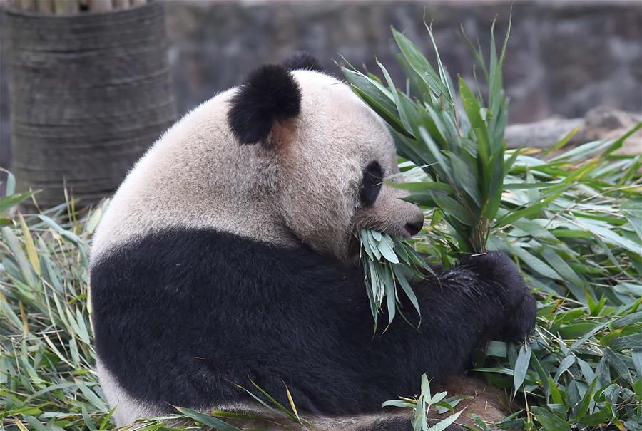 （社会）（4）冬季里的“熊猫养老院”