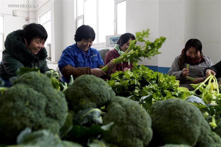 الصورة: إعداد خضراوات طازجة لعيد الربيع المقبل في شرقي الصين
