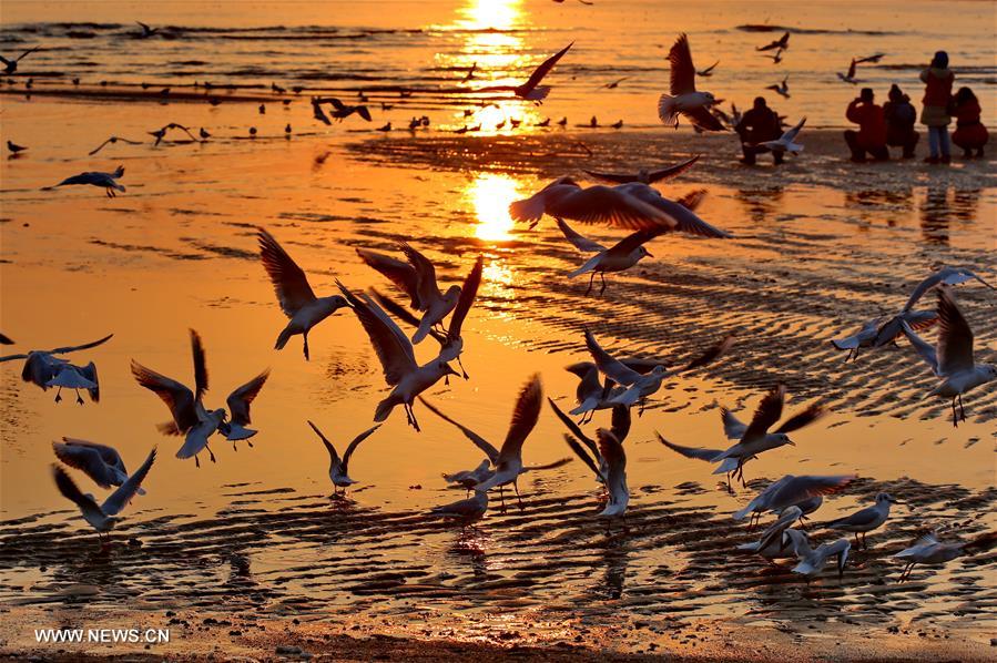  الصورة: طيور النورس على شواطئ البحر بشمالي الصين