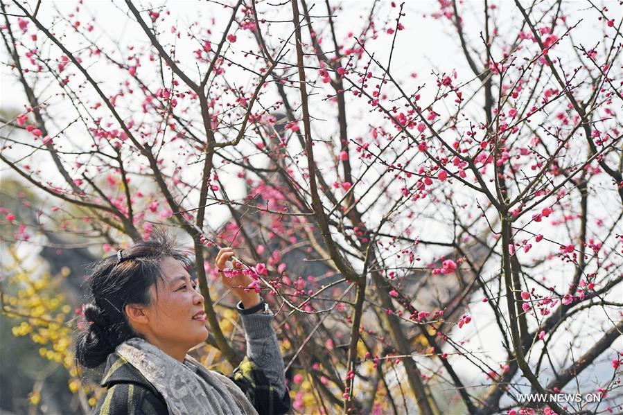 （春季美丽生态）（4）南昌：红梅吐蕊报春来