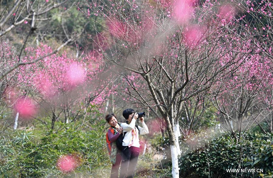 （春季美丽生态）（5）南昌：红梅吐蕊报春来