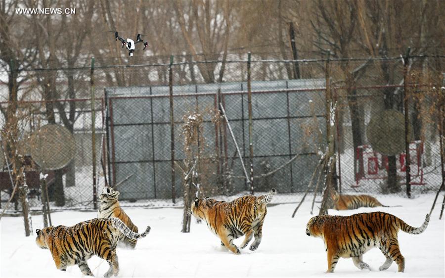 CHINA-HARBIN-SIBERIAN TIGER (CN) 