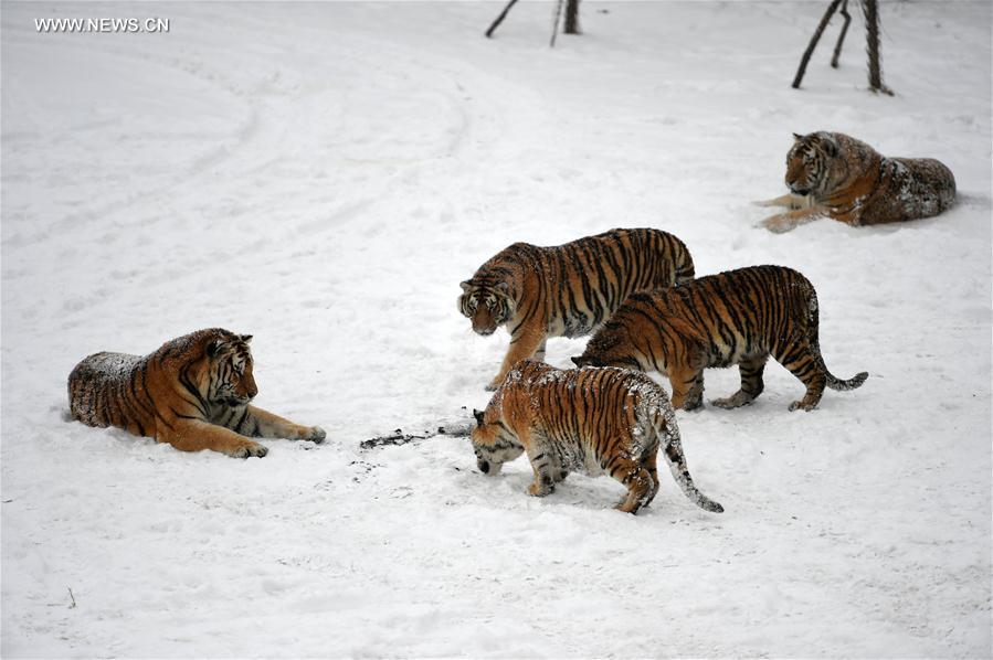 CHINA-HARBIN-SIBERIAN TIGER (CN) 