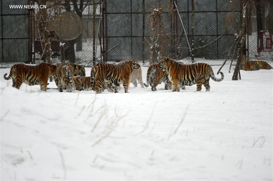 CHINA-HARBIN-SIBERIAN TIGER (CN) 