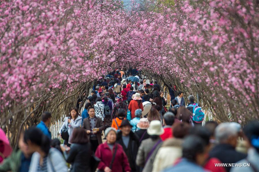 الصورة: تفتح زهور الكرز في جنوب غربي الصين 