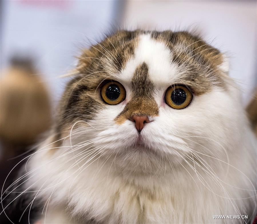 LITHUANIA-TRAKAI-INTERNATIONAL CAT SHOW