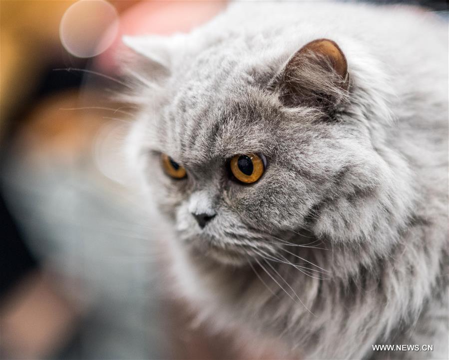 LITHUANIA-TRAKAI-INTERNATIONAL CAT SHOW