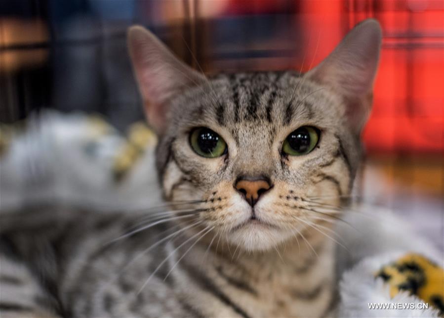 LITHUANIA-TRAKAI-INTERNATIONAL CAT SHOW