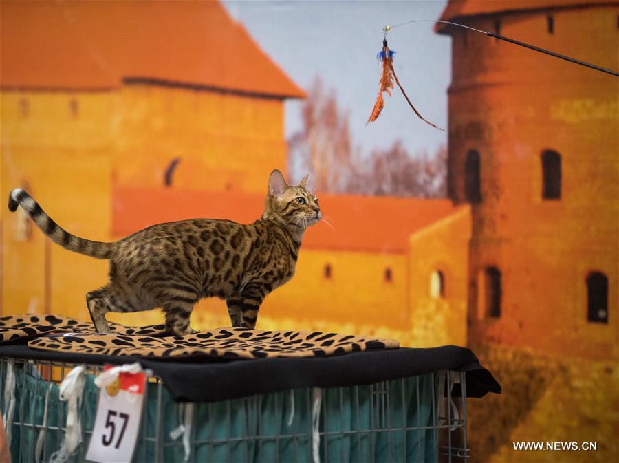 LITHUANIA-TRAKAI-INTERNATIONAL CAT SHOW