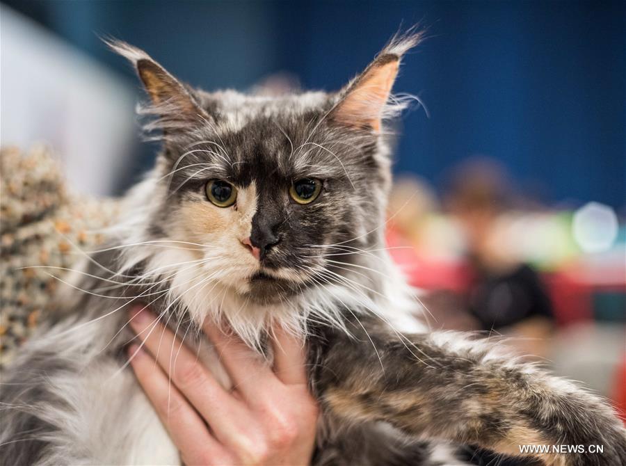 LITHUANIA-TRAKAI-INTERNATIONAL CAT SHOW