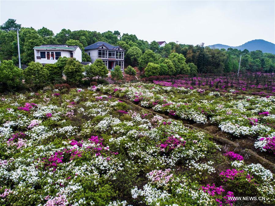 （春季美丽生态）（5）千亩“五彩杜鹃”扮靓“美丽乡村”