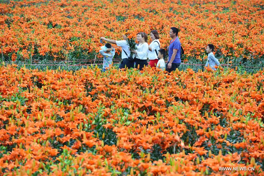  الصورة: تفتح زهور السوسن في جنوب غربي الصين