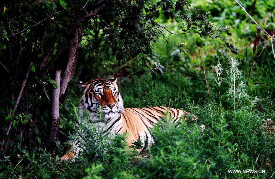 CHINA-HEILONGJIANG-SUMMER-SIBERIAN TIGER (CN)