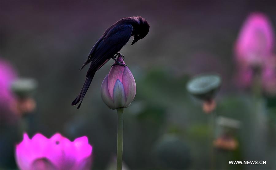 CHINA-HEFEI-LOTUS FLOWERS (CN)