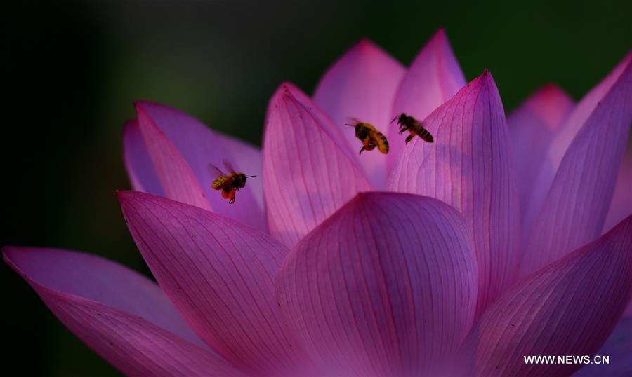 CHINA-HEFEI-LOTUS FLOWERS (CN)