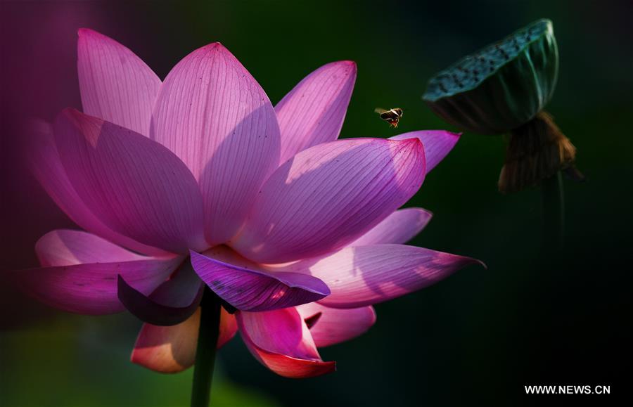 CHINA-HEFEI-LOTUS FLOWERS (CN)