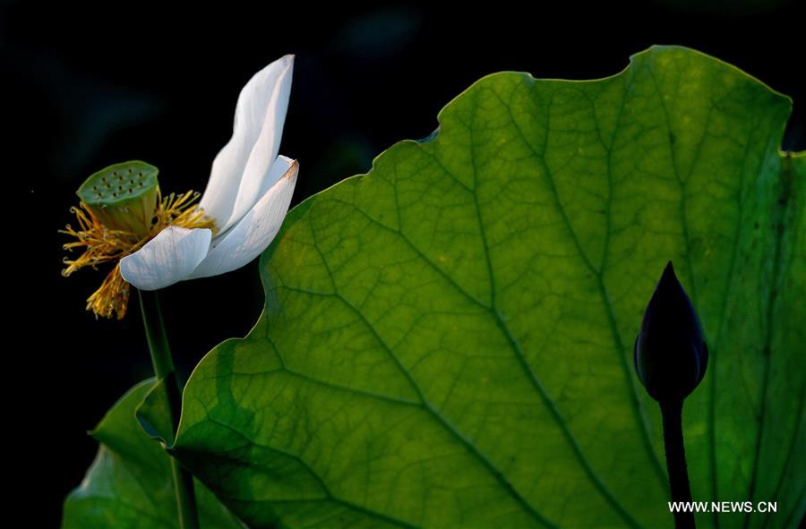 CHINA-HEFEI-LOTUS FLOWERS (CN)