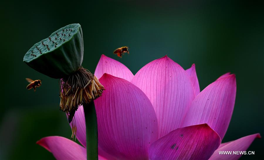 CHINA-HEFEI-LOTUS FLOWERS (CN)