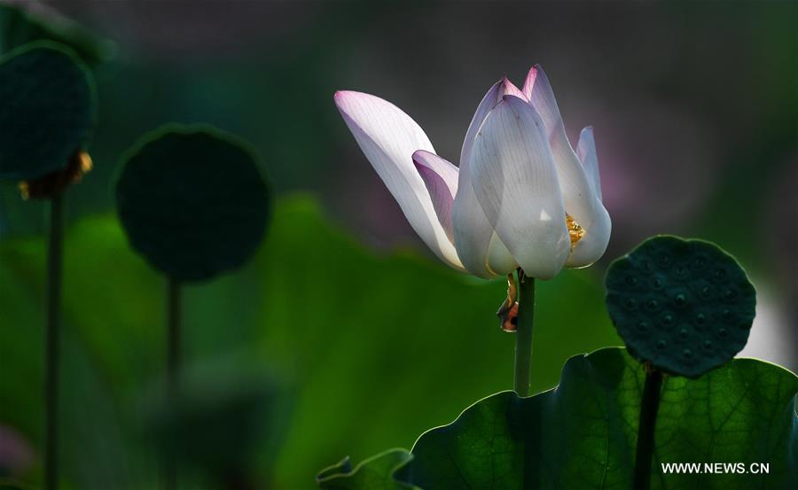 CHINA-HEFEI-LOTUS FLOWERS (CN)