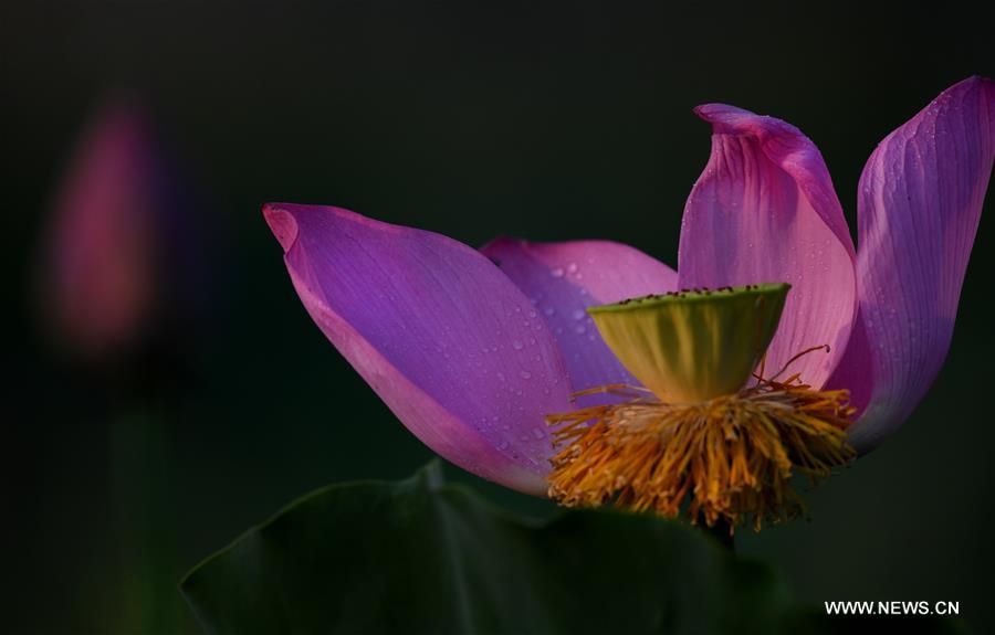 CHINA-HEFEI-LOTUS FLOWERS (CN)