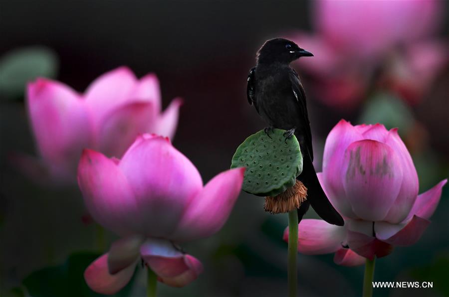 CHINA-HEFEI-LOTUS FLOWERS (CN)